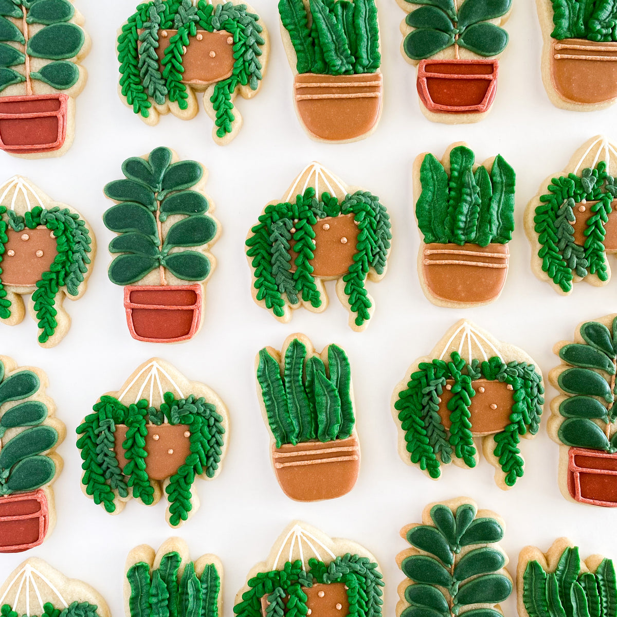 Potted Plant Sugar Cookie Set